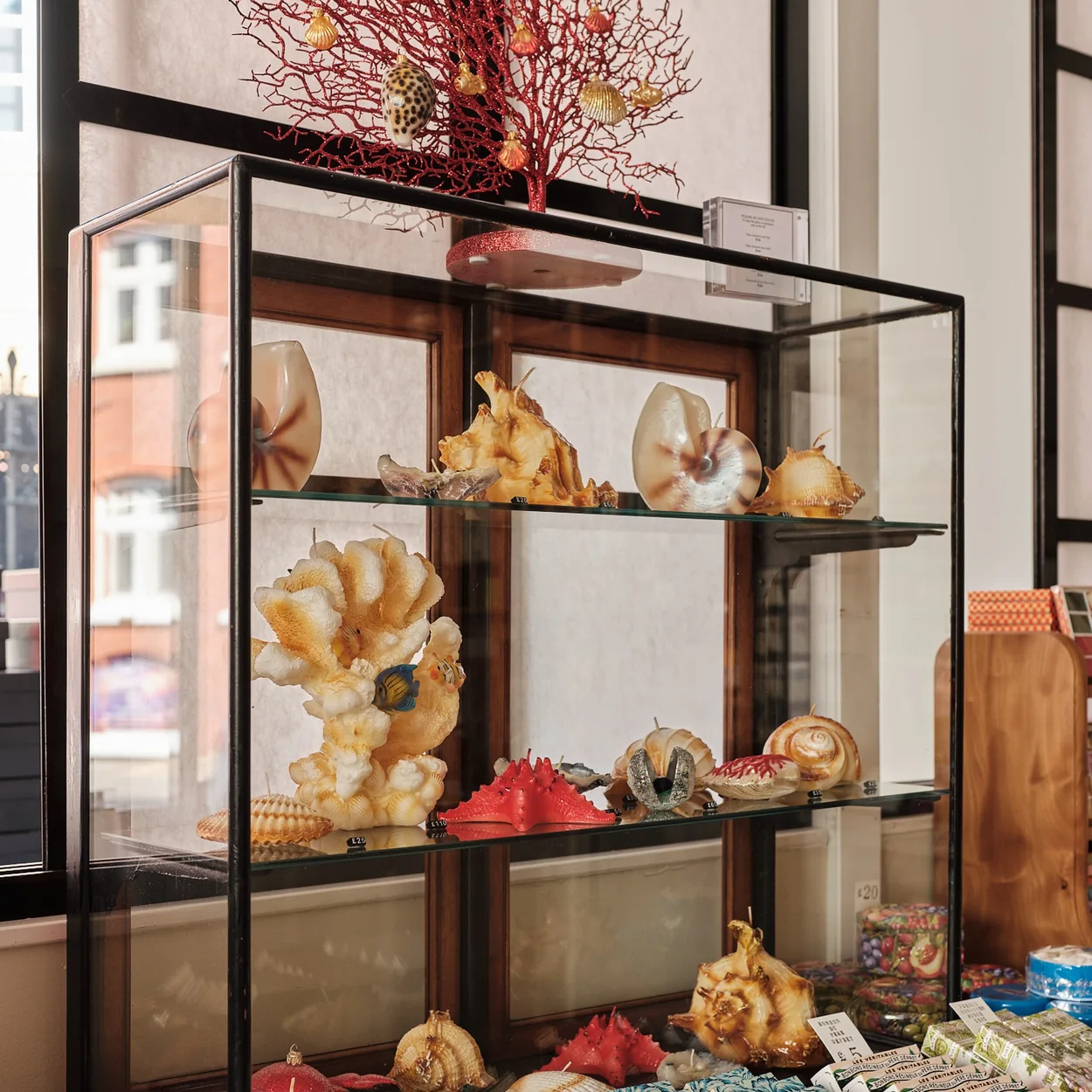 Choosing Keeping window cabinet display of shells and desk objects