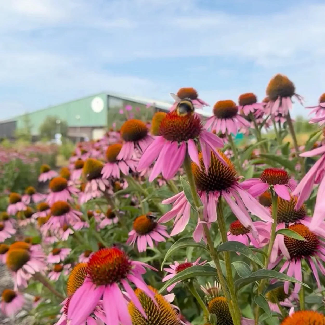 Neal's Yard Remedies echinacea growing in the organic herb fields