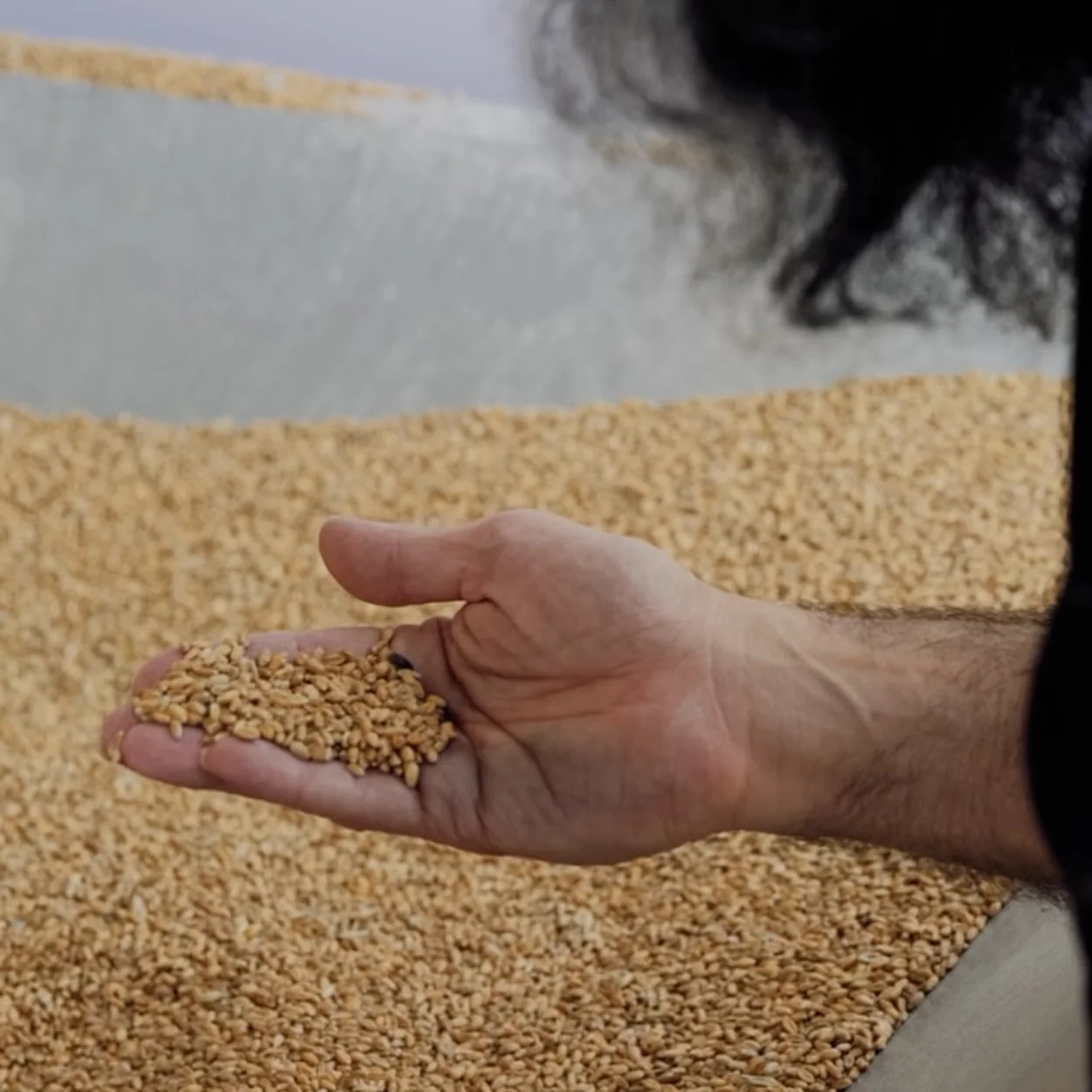 GAIL's Bakery wheat grain held in a baker's hand