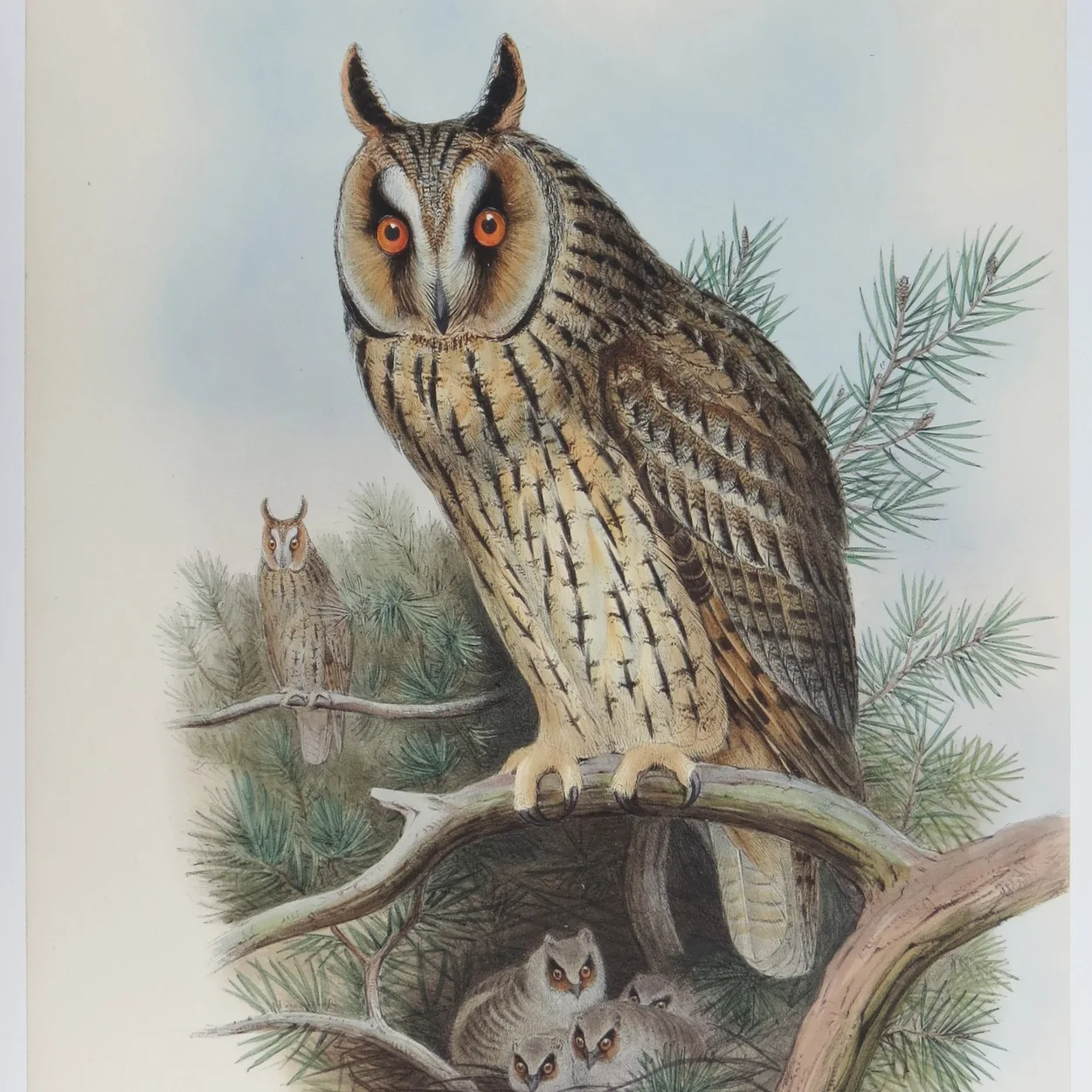 Grosvenor Prints hand-coloured natural history lithograph of a long-eared owl