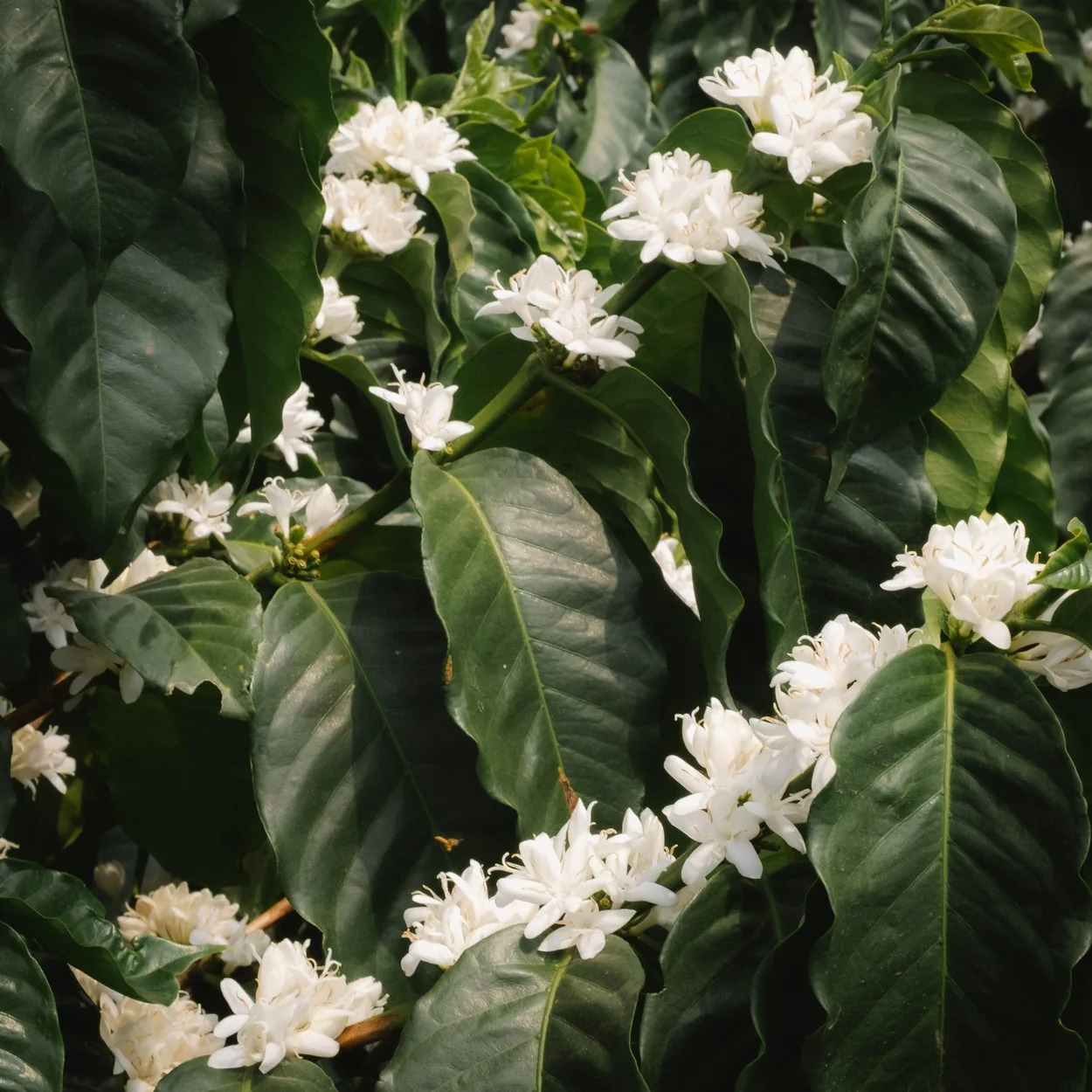 Monmouth Coffee sourcing: coffee plant in white blossom at origin