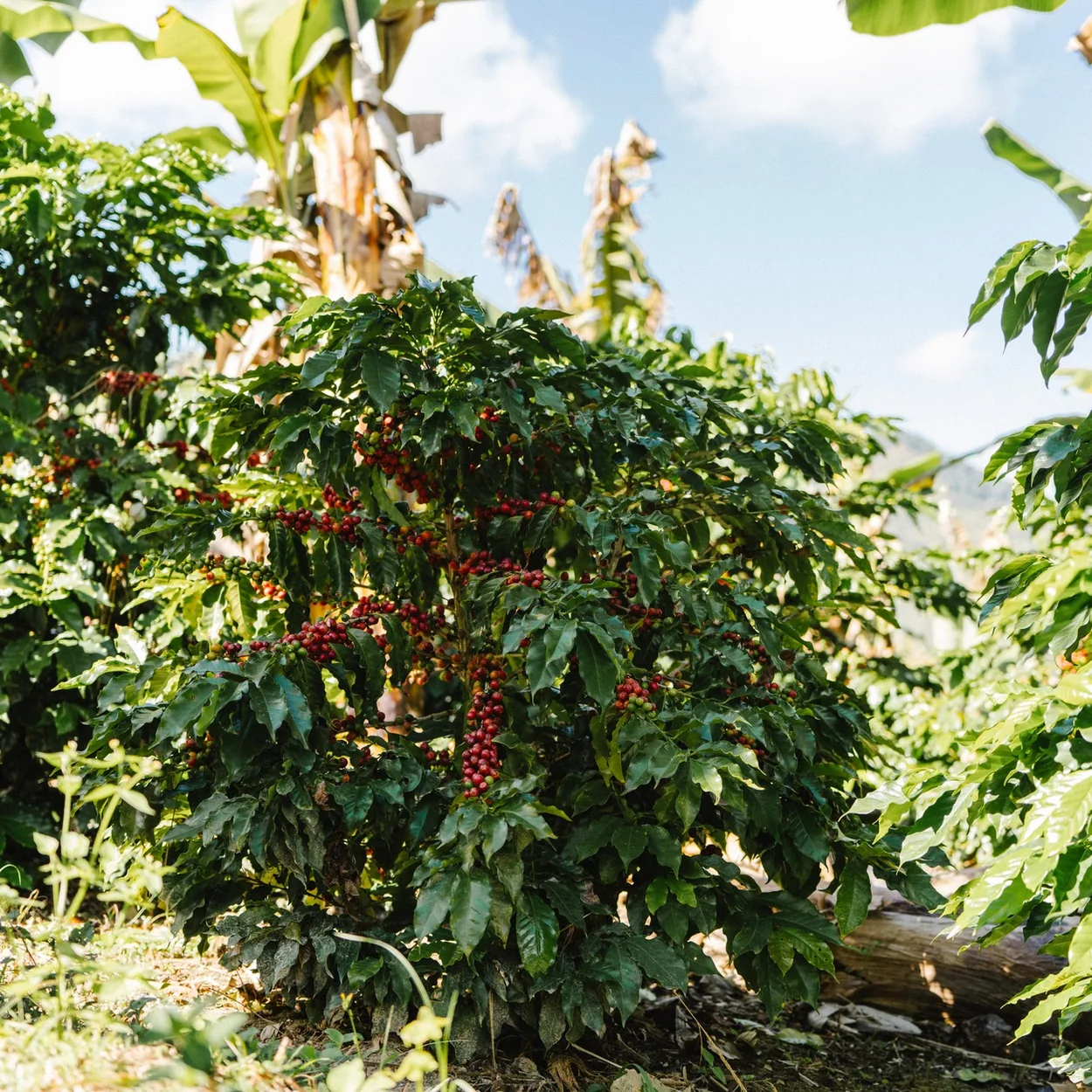 Monmouth Coffee sourcing: ripe coffee cherries on the tree at origin