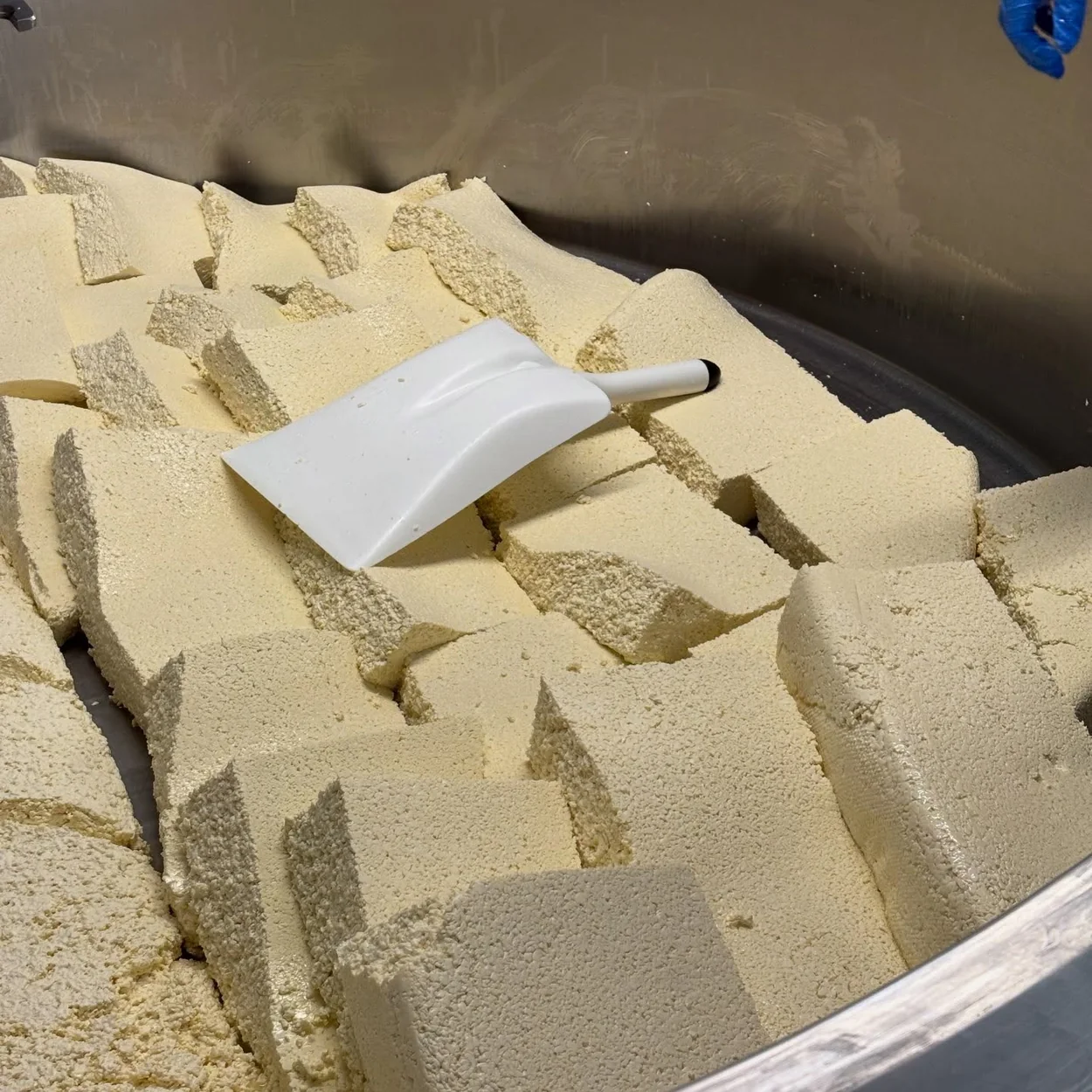 Neal's Yard Dairy curd blocks being cut in the vat